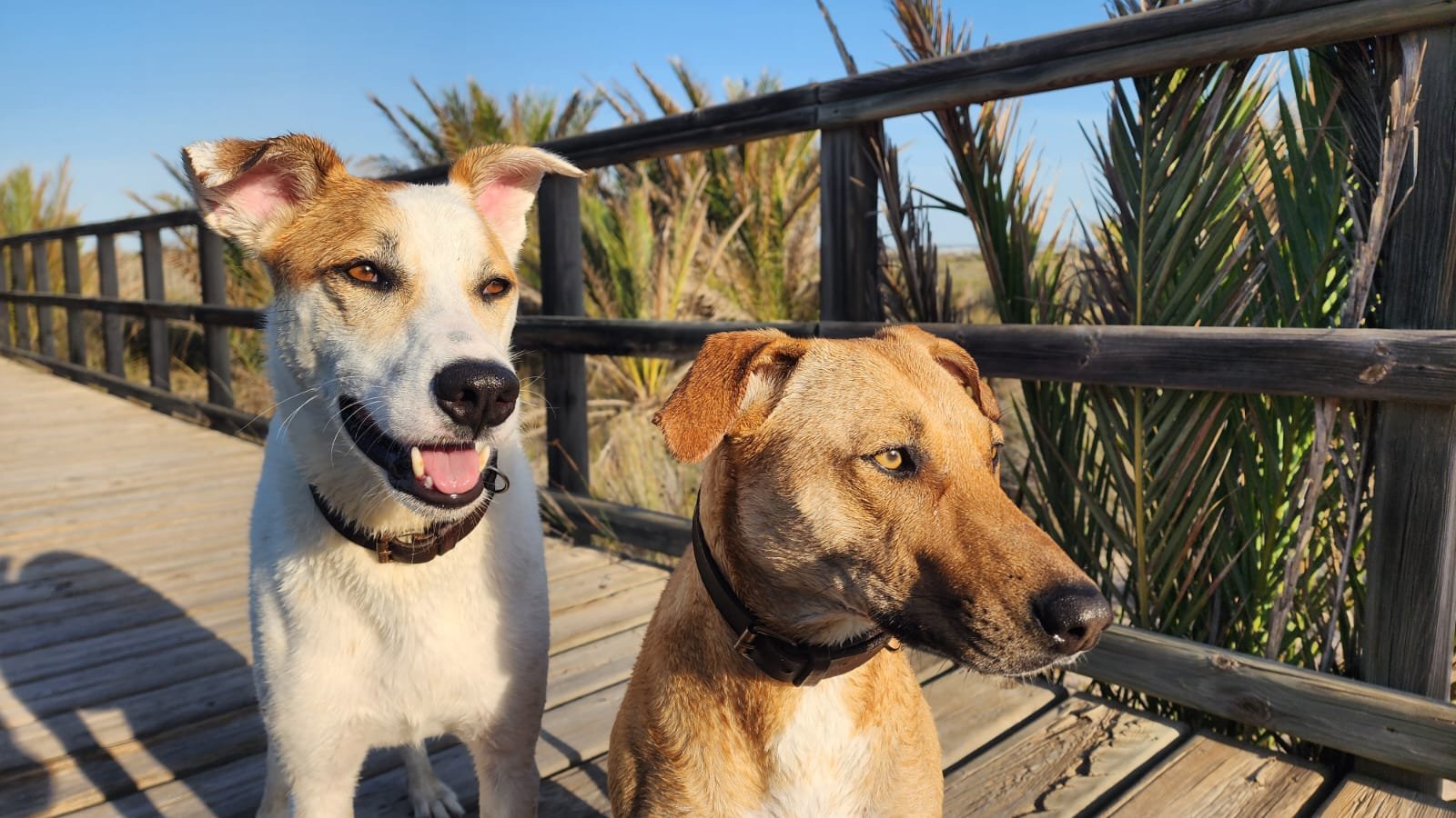 psia micha, pies w podróży